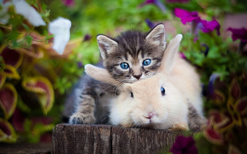 small gray kitten, white furry rabbit, friendship concepts, cute animals, HD wallpaper