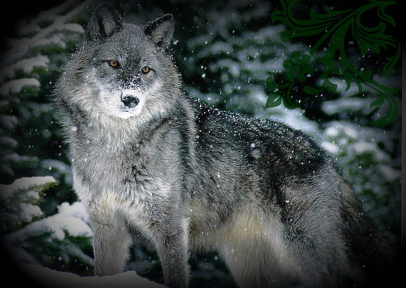 Snowed Wolf, gray, snow, wolf, white, wolves, animals, dogs, dog, HD wallpaper