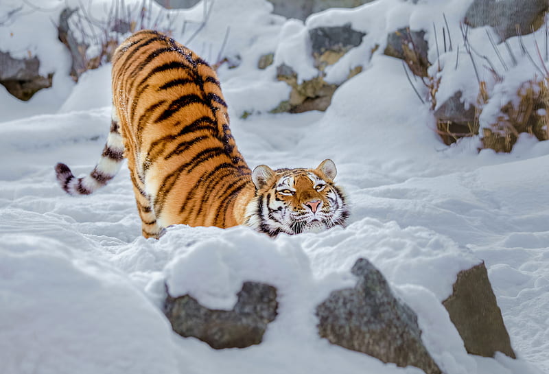 Tiger Snow, tiger, snow, animals, HD wallpaper