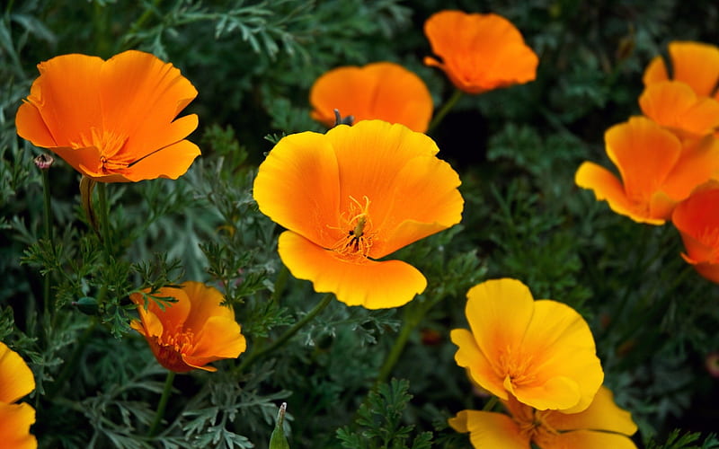 Golden State Poppies, state, california, poppies, golden, HD wallpaper