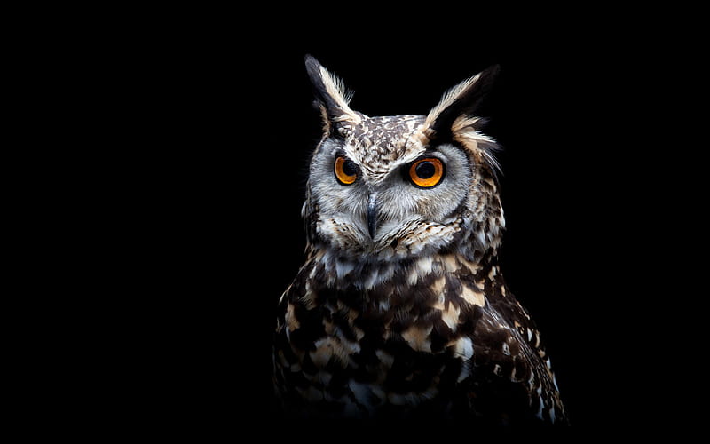 owl, owls, eyes, snow, halloween, great, HD wallpaper