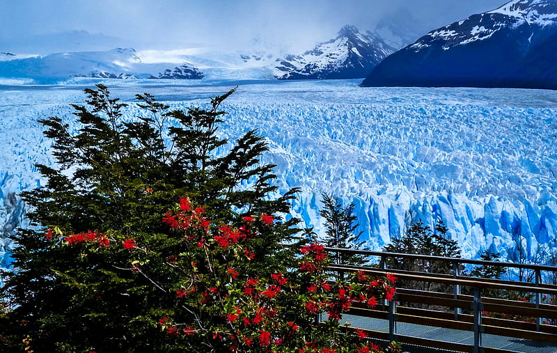 Glacier, Perito Moreno, tree, perennial, HD wallpaper
