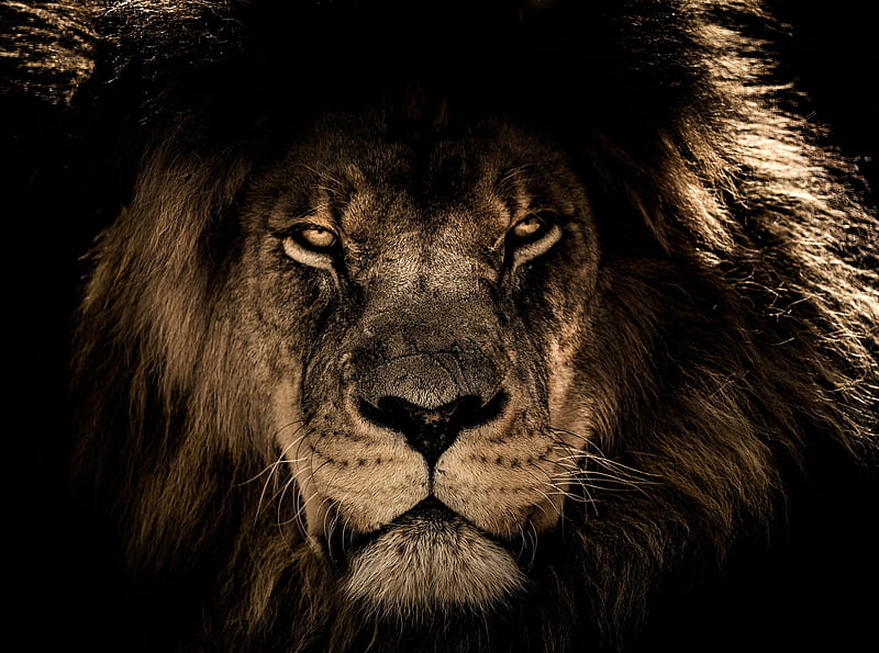 Lion King angry, animal, black, brown, eyes, nature, yellow, HD wallpaper