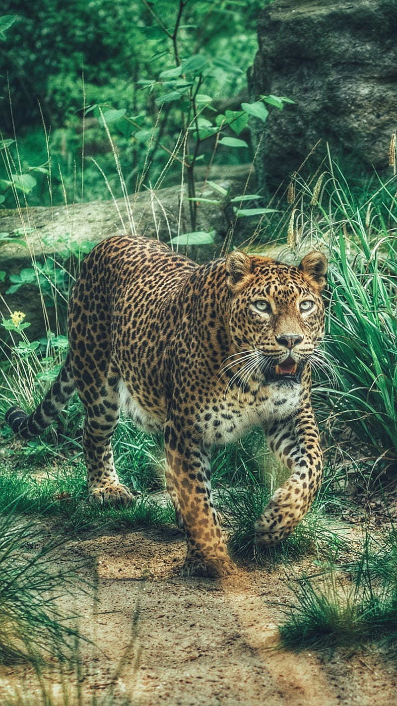 Leopard, africa, animal, big cat, nature, predator, HD phone wallpaper