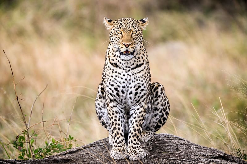 leopard, predator, big cat, animal, wild, stone, HD wallpaper