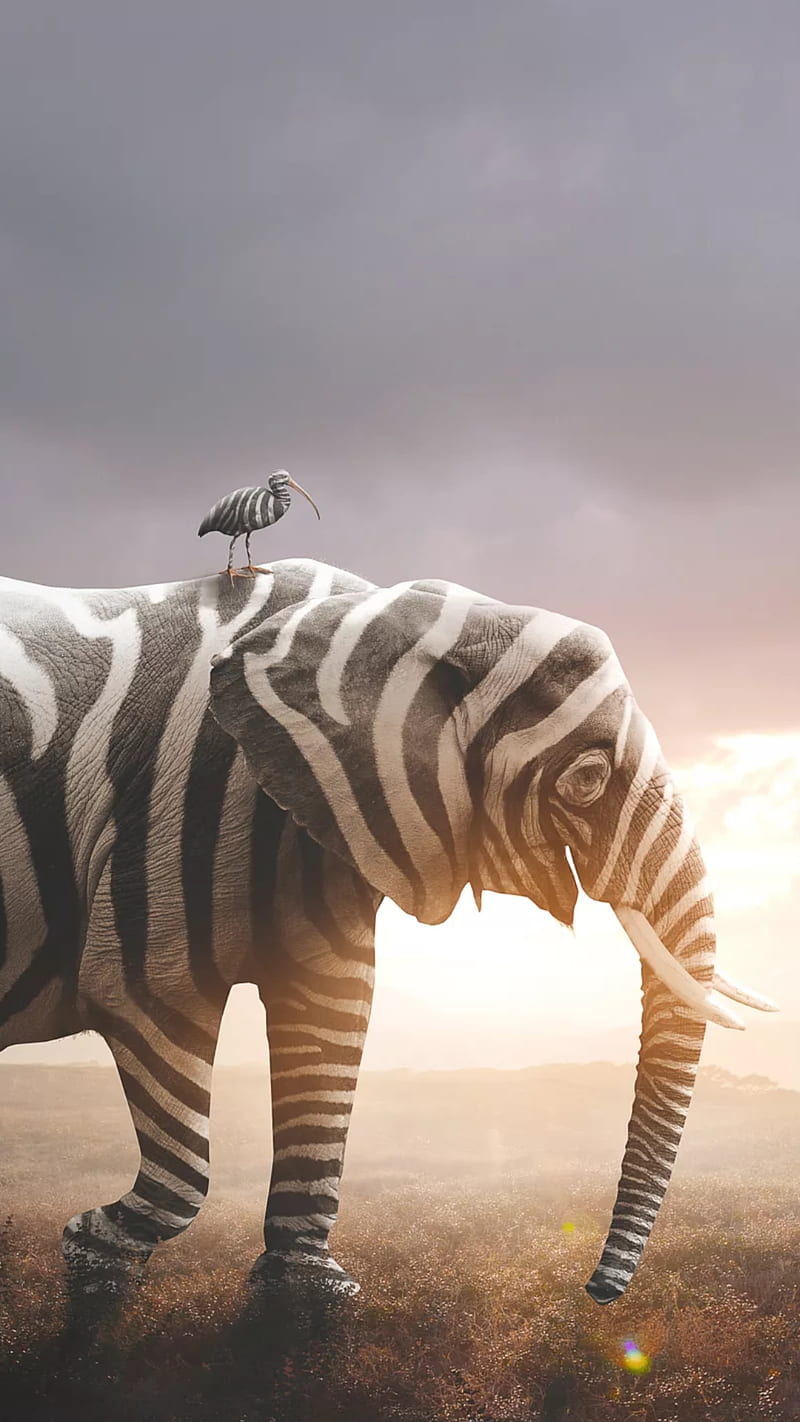 Funny animals, animal, bird, elephant, friend, huge, humor, zebra, HD phone wallpaper