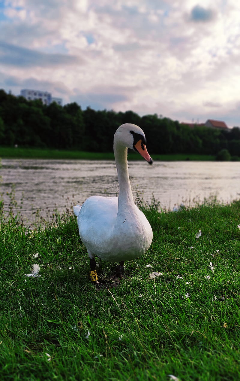 Swan, duck, goos, grass, maribor, nature, peace, river, slovenia, sommer, HD phone wallpaper