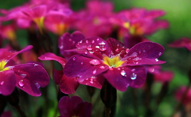 Purple Beauty, Dew, Flowers, Petals, Drops, HD Wallpaper | Peakpx