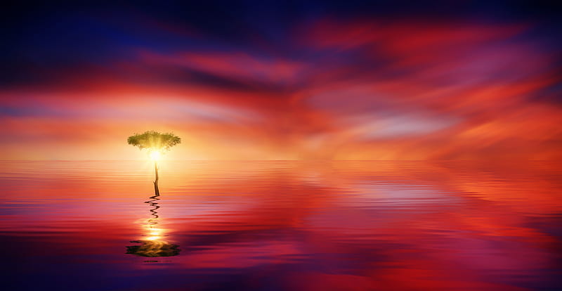 Sunset Ocean Tree Sun Light, sunset, ocean, tree, sun, nature, HD wallpaper