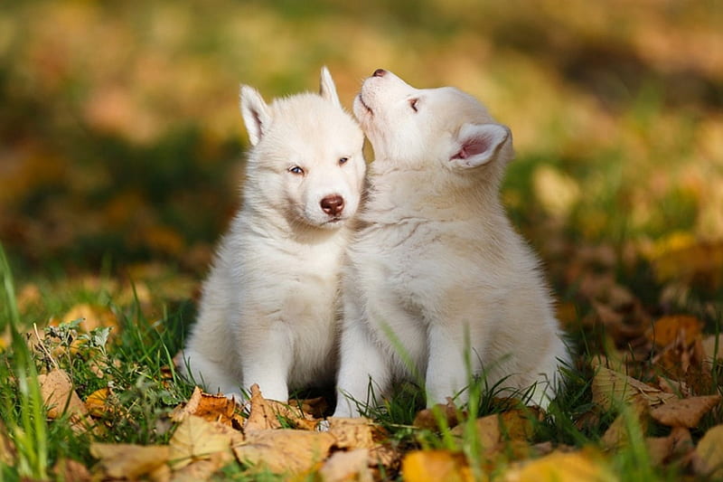 Two husky puppy, autumn, Two, puppy, husky, leaf, HD wallpaper | Peakpx
