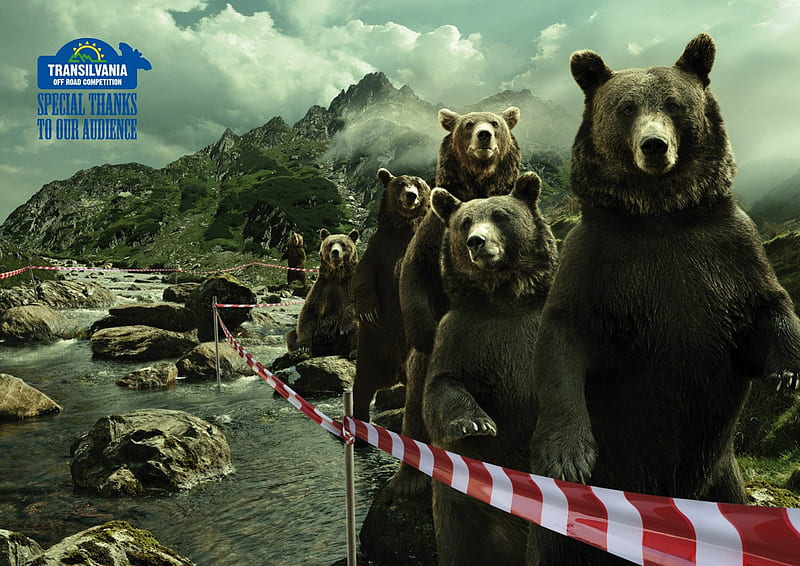 rescued by humans,from the humans, crowd, sad, bear, bears, animals, HD wallpaper