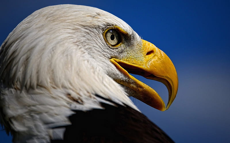 garuda eagle bird