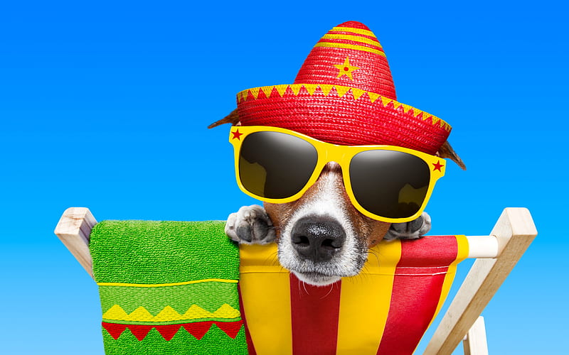 jack russell terrier, summer travel concepts, dog, Mexican hat, beach, tourism, Mexico, HD wallpaper