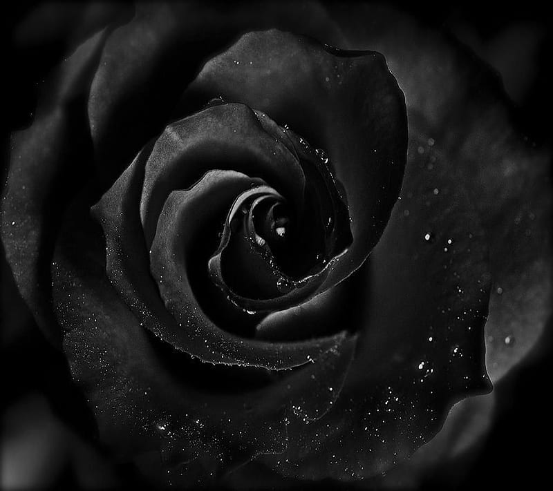 Top 104+ Images beautiful black rose wallpaper hd Sharp