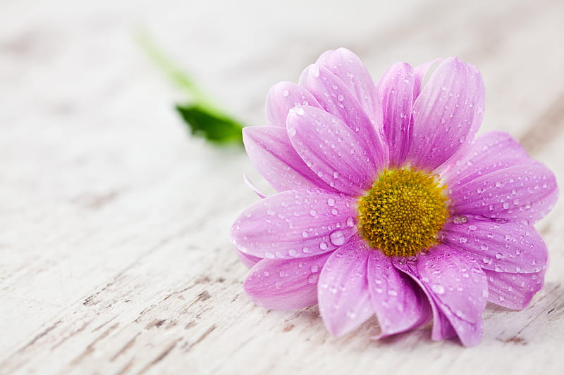 Single Flower Pictures | Download Free Images on Unsplash