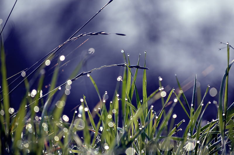 Bokeh, Grass, Nature, Drops, Rain, HD Wallpaper | Peakpx