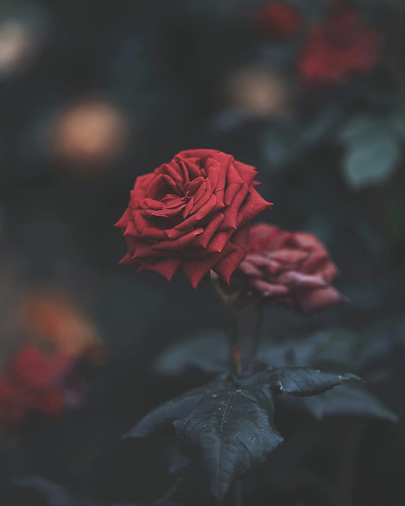Love Rose, red, flower, fahad nur, nature, , travel, tulips, romantic, HD phone wallpaper