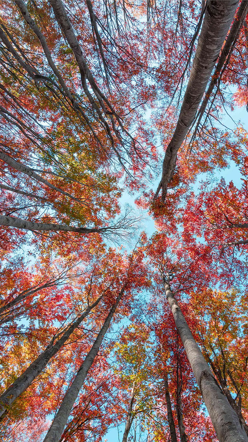 Autumn trees, nature, HD phone wallpaper | Peakpx