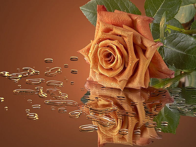 Rose Flower Petals Orange - Free photo on Pixabay - Pixabay