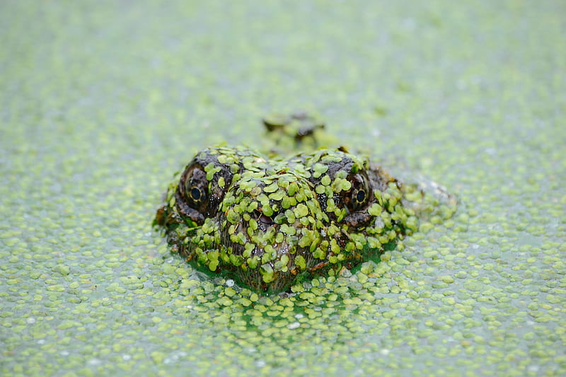 frog soak on water, HD wallpaper