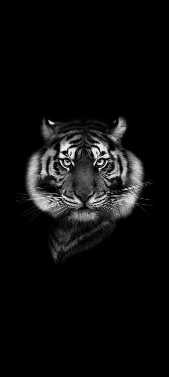 Bengal tiger-Animal World graphy, HD wallpaper | Peakpx