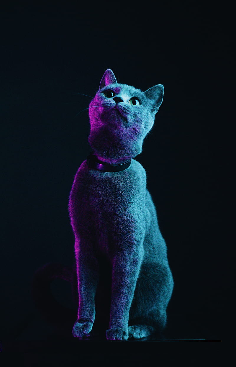 cat, gray, pet, neon, HD phone wallpaper