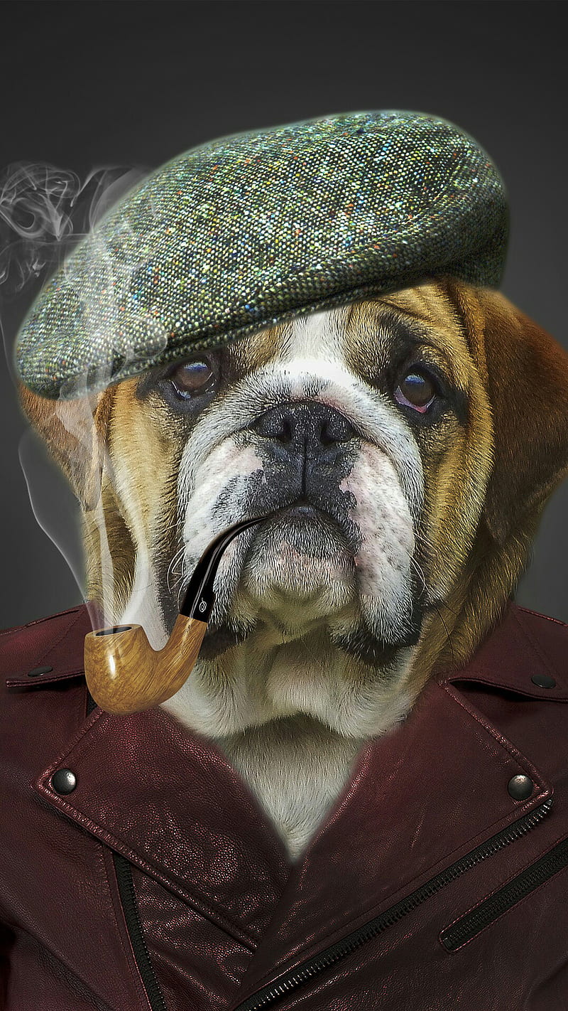 Human dog, animal, hat, humor, jacket, pet, pipe, smoke, HD phone wallpaper  | Peakpx