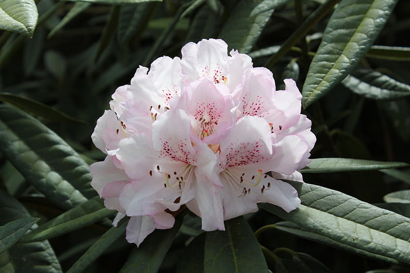 pinky white rhododendron, flowers, nature, pink flowers, rhododendrons, HD wallpaper