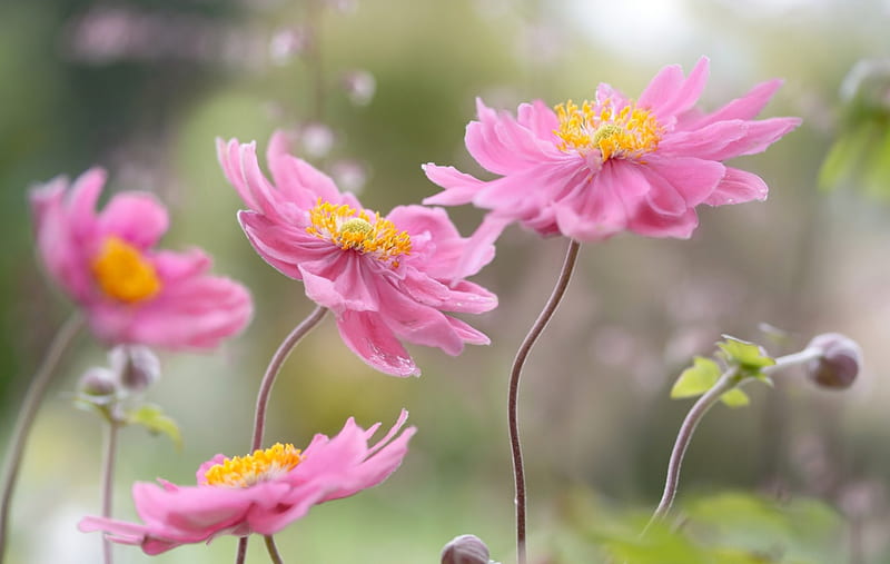 Japanese anemones, japanese anemone, green, flower, yellow, soft, pink, HD wallpaper
