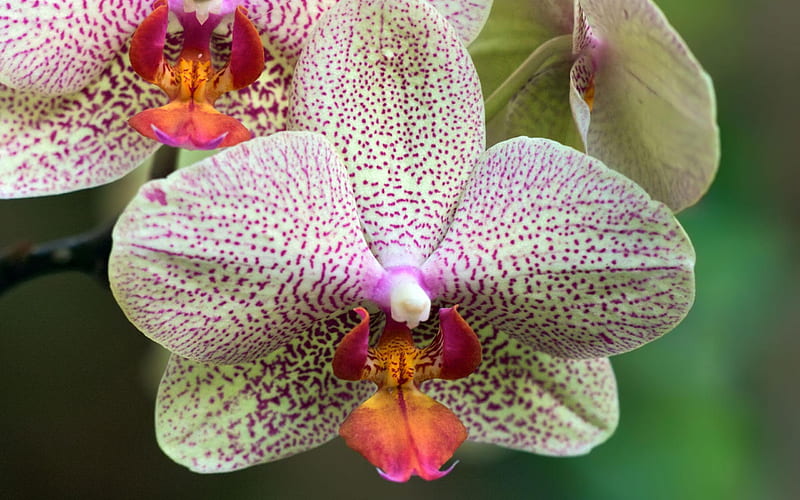 white purple orchid-flower graphy, HD wallpaper