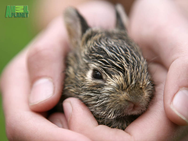 Baby Bunny!, furry, rabbit, bunny, animal planet, HD wallpaper