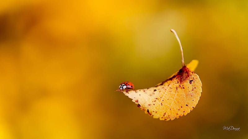 Catching a Ride, fall, autumn, ladybug, leaves, aspen, birch, leaf, HD wallpaper