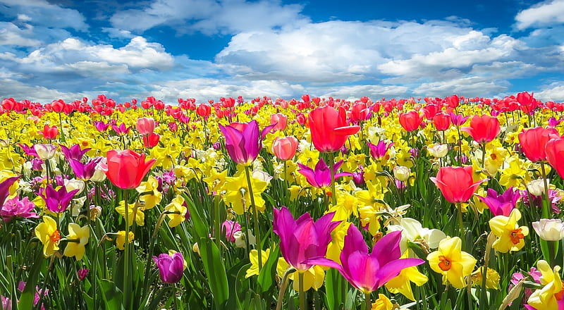 Spring Awakening, colorful, flowers, nature, sky, clouds, field, HD wallpaper