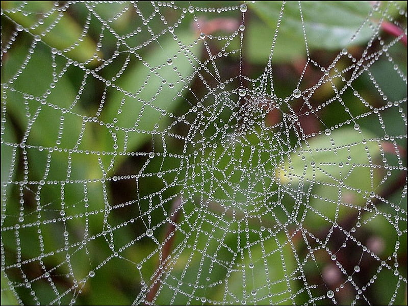 Spiderweb 3, raindrops, bugs, bonito, drops, spider, animal, bug, spiderweb, cool, water, green, web, wild, insect, morning, animals, HD wallpaper