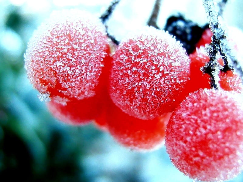 3D red frozen cranberries - delicious fruits in winter time, HD wallpaper