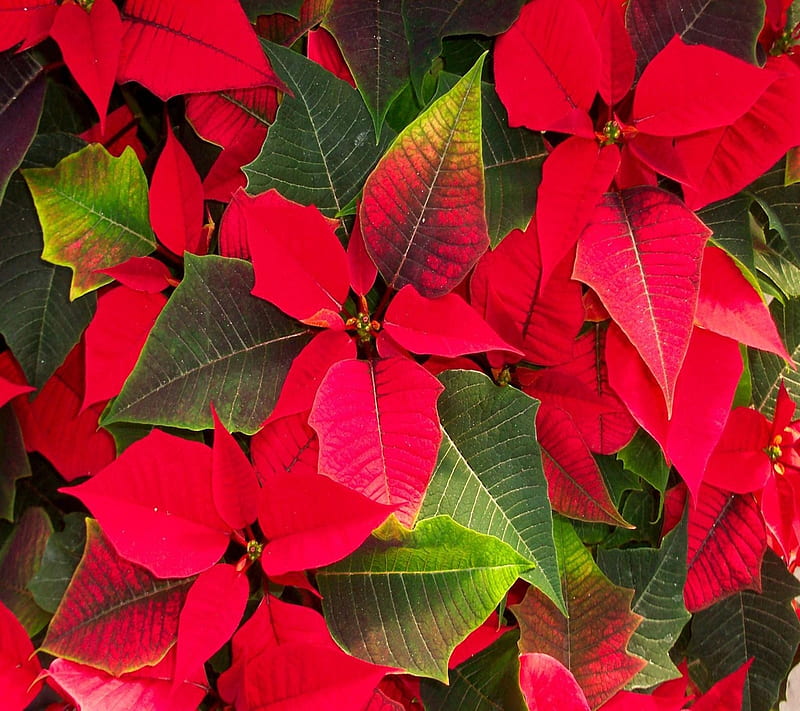 Poinsettias, colorful, flowers, leaves, HD wallpaper