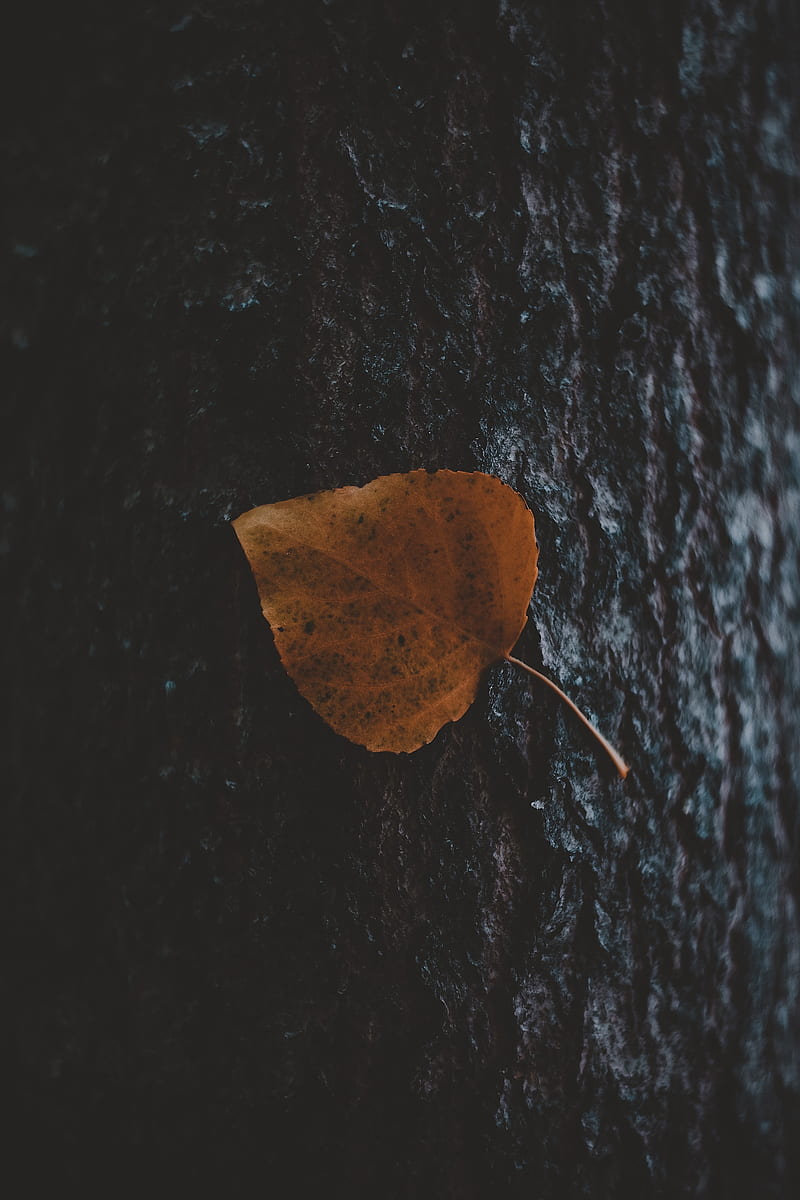 leaf, tree, bark, macro, autumn, HD phone wallpaper