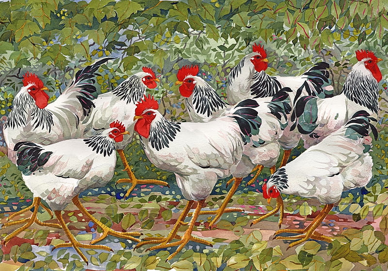Light Sussex, red, rooster, art, chicken, bird, pasari, white, black, HD wallpaper