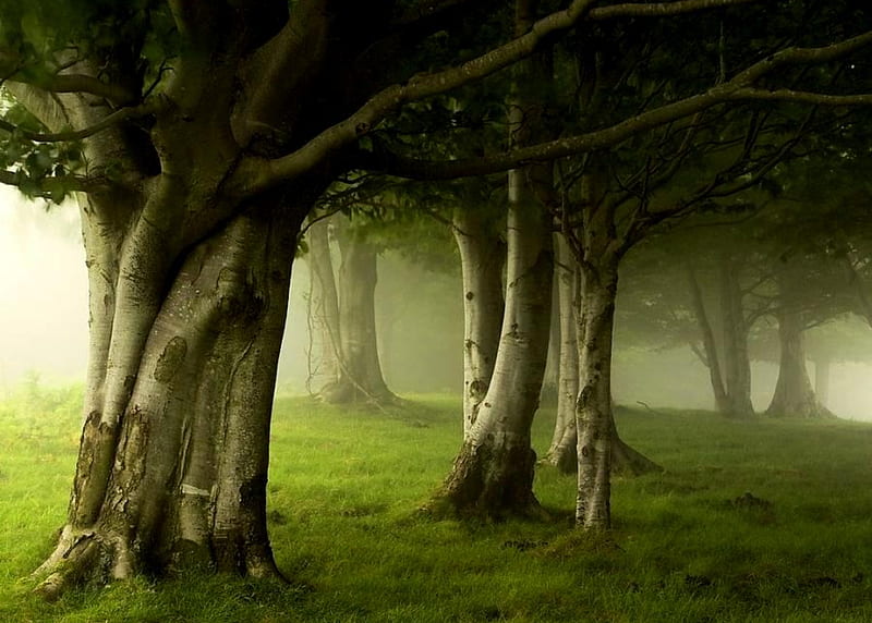 Oz Forest, beech trees, grass, trees, fog, mist, HD wallpaper