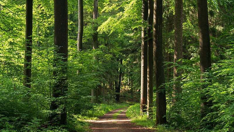 forest, path, trees, bushes, alley, HD wallpaper
