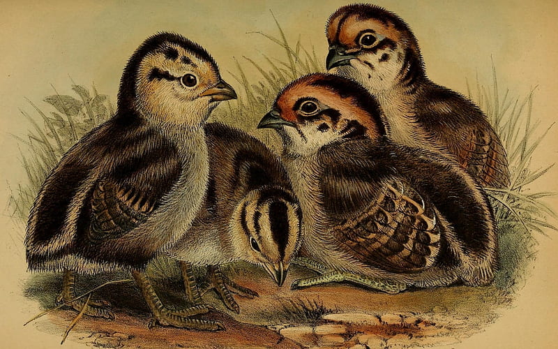 Baby quail, white, quail, beige, black, browns, chicks, HD wallpaper