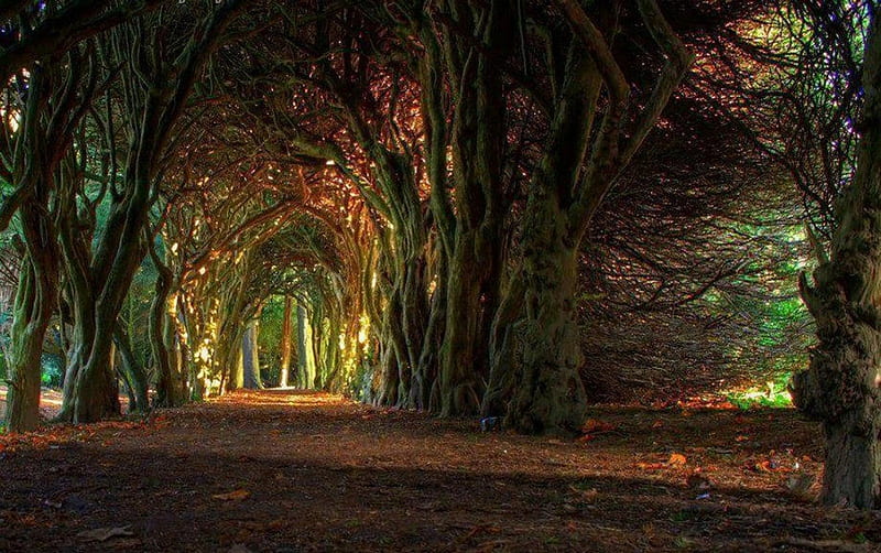 tree tunnel, forest, fairytale, like, Italian, HD wallpaper