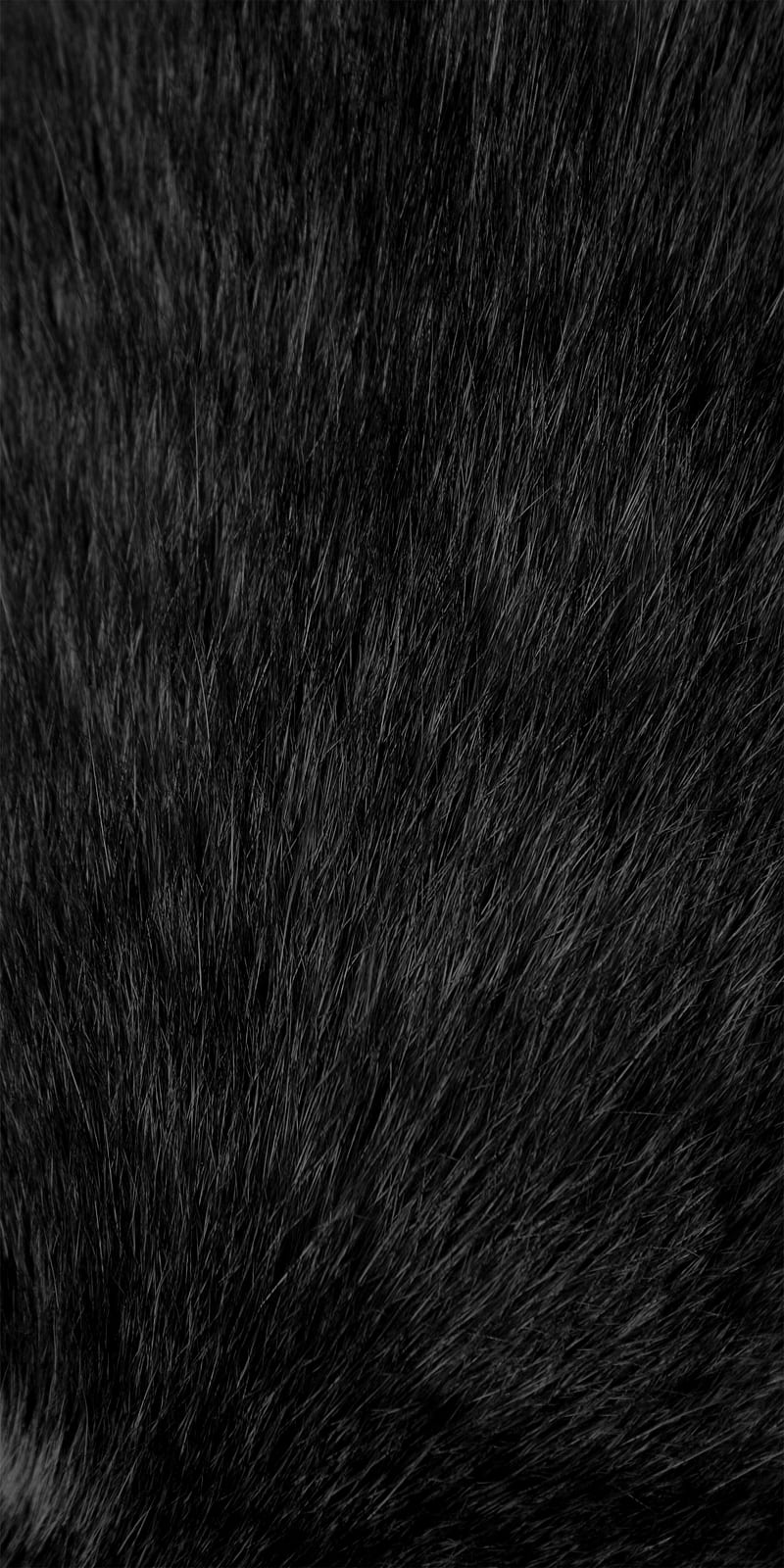 BlackFur, animal, black, dog, dogs, fur, s8, wolf, HD mobile wallpaper