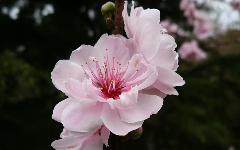 Cherry Blossoms-Flowers, HD wallpaper