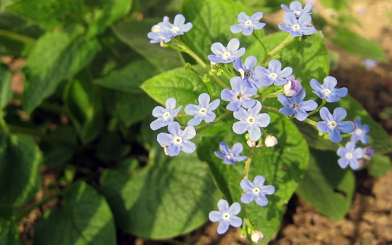 forget me not-Blooming flower, HD wallpaper
