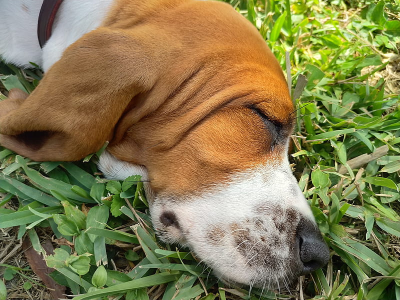 Sleepytime Gabby, basset hound, dogs, sleepy pup, HD wallpaper