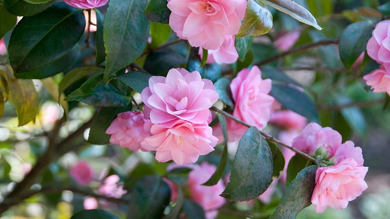 Pink Camellia, blossoms, flowers, branches, camellia, HD wallpaper