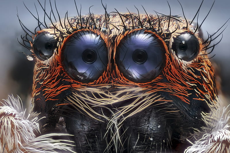 The Eyes of a Jumping Spider, 6 times, Spider, Jumping Spider, Magnified, Eyes, HD wallpaper