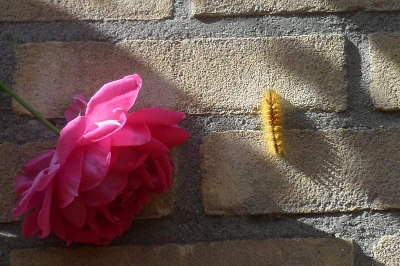 walking toothbrush, rups, yellow, caterpillar, butterfly, HD wallpaper