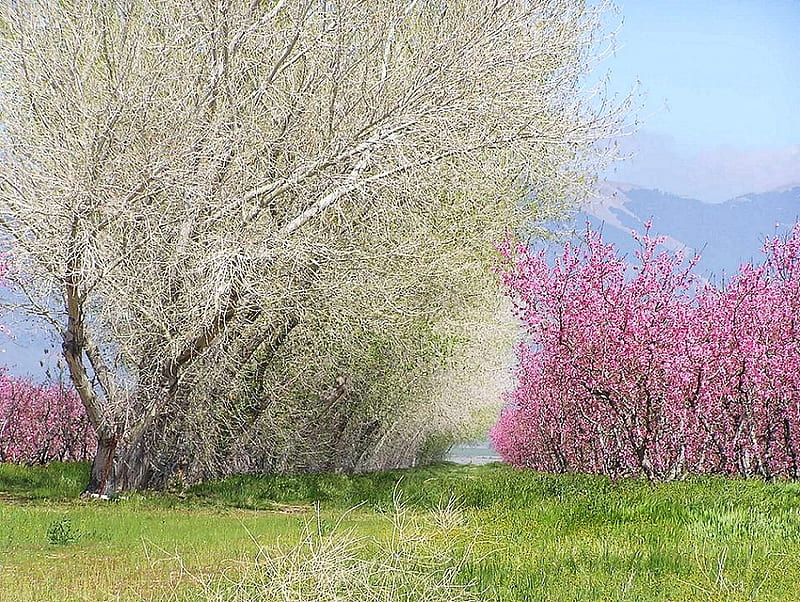 Without the partridge, grass, white trees, pear trees, blossoms, orchard, pink, HD wallpaper